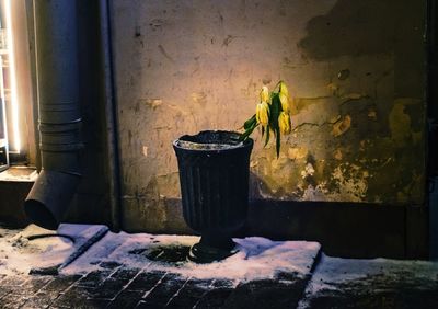 Close-up of potted plant against wall