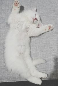 High angle view of cat resting on sofa