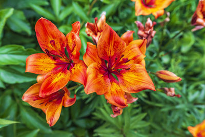 Close-up of orange flowering plant