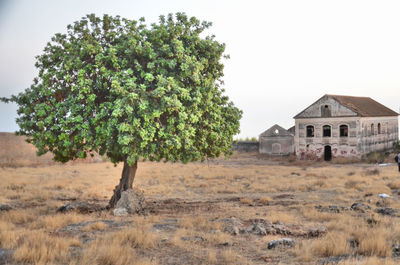 Trees growing on field by building against clear sky