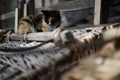 Close-up of cat