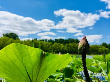 Close-up of fresh green plant against sky