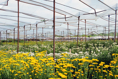 Yellow flowers growing in field