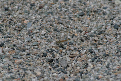 Full frame shot of pebbles on beach