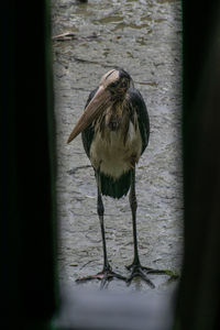 Bird perching on a lake