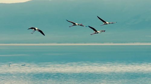 Seagulls flying over sea