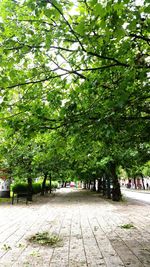 Trees in city