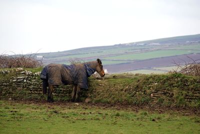 Horses walking on field against clear sky