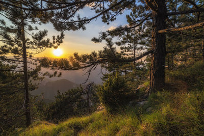 Trees in forest during sunset