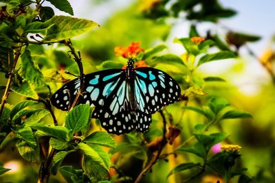 Close-up of butterfly pollinating on flower