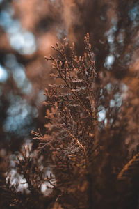 Close-up of dry plant against blurred background