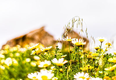 Close-up of yellow flowering plant on field against sky