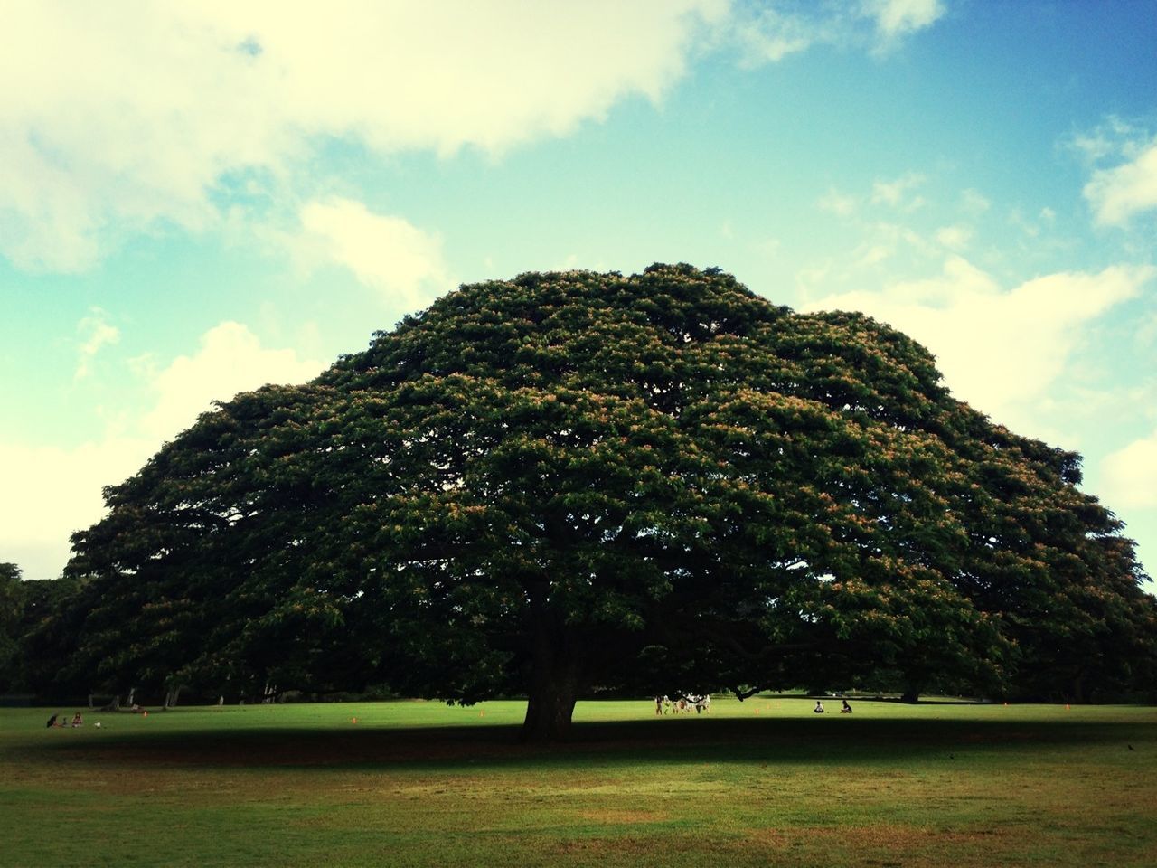 sky, tree, grass, tranquility, cloud - sky, tranquil scene, landscape, green color, cloud, beauty in nature, nature, scenics, growth, field, low angle view, grassy, day, cloudy, outdoors, sunlight