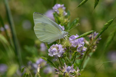 Close-up of butterfly pollinating on purple flower