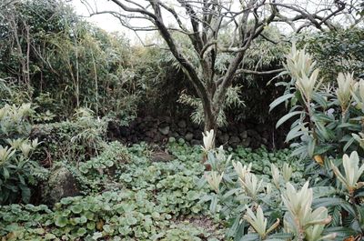 Plant growing in forest