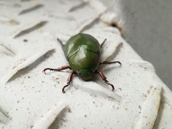 Close-up of insect