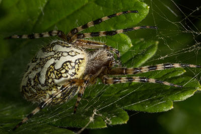 Close-up of spider on plant