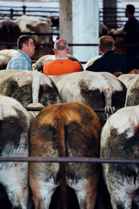 Mature men standing amidst cows at market