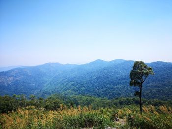 Scenic view of field against clear sky