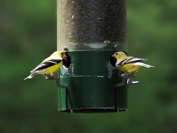 Close-up of bird perching on feeder