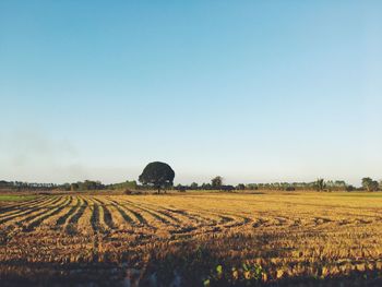 Scenic view of field against clear sky