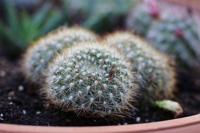 Close-up of cactus