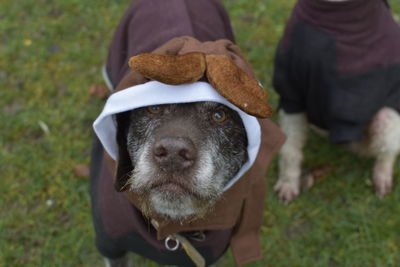 Portrait of dog on field