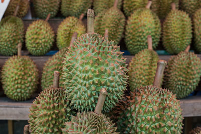Cactus growing in market
