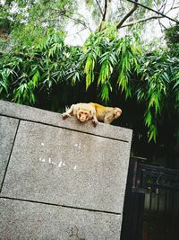 Cat relaxing by tree