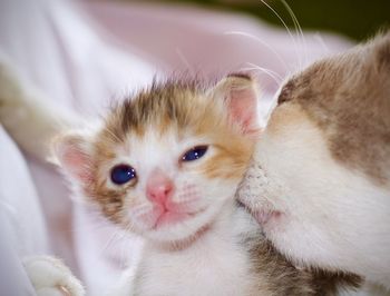 Portrait of kitten on bed at home