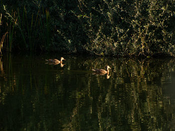 Birds swimming in lake