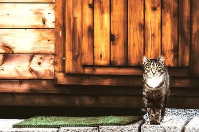 Cat on wood