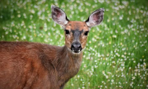 Portrait of deer