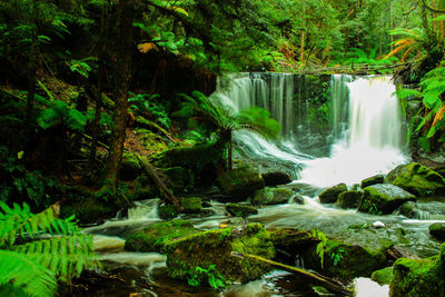 Stream flowing through forest