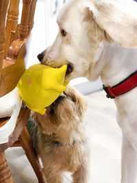 Close-up of a dog