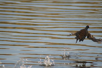 Red-knobbed coot flying over water