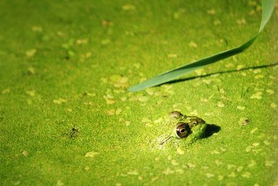 High angle view of lizard on grass