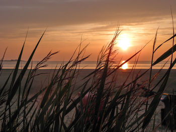 Close-up of grass against sky during sunset