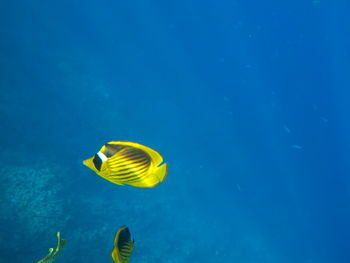 Chaetodon aurips red sea sharm el-sheikh