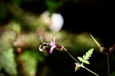 nature