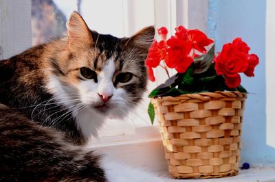 Portrait of cat with pink flowers in basket