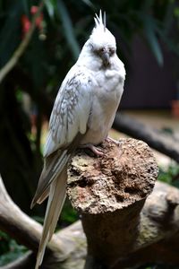 Close-up of bird perching on tree