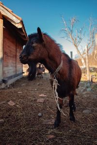 Horse standing in a field