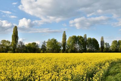 Scenic view of oilseed rape field against sky