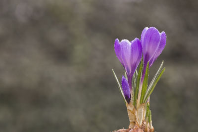 Close-up of purple flower blooming outdoors