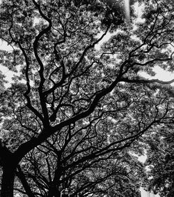 Low angle view of tree against sky