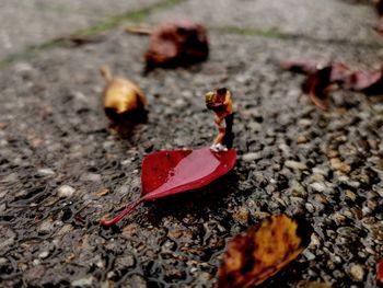 High angle view of autumn leaves on land