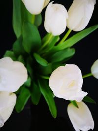 Close-up of flowers blooming outdoors