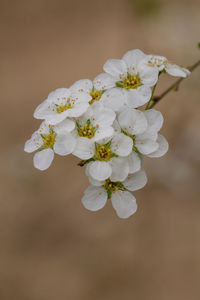 Close-up of white flowers