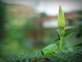 Close-up of green plant